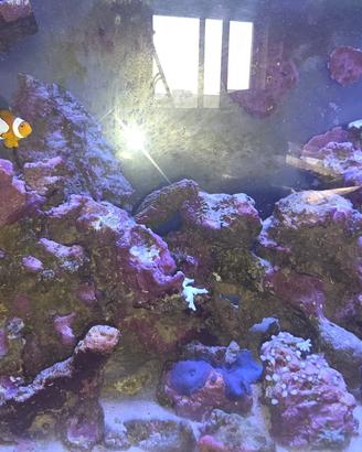 Acquario Marino Reef da 125 lt completo di tutto