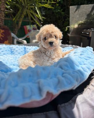 Maltipoo mini toy