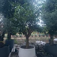 Pianta di limone in vaso completa