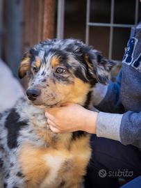 Cucciolo Pastore australiano x Border collie