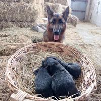 Cuccioli di pastore tedesco