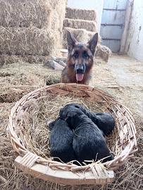 Cuccioli di pastore tedesco