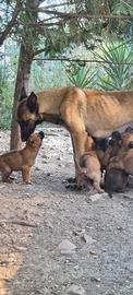 Cuccioli Pastore Belga Malinois in Puglia