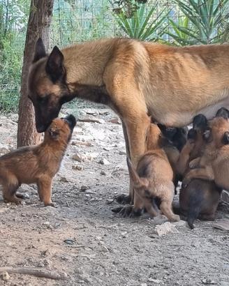 Cuccioli Pastore Belga Malinois in Puglia