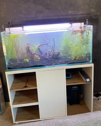 Acquario