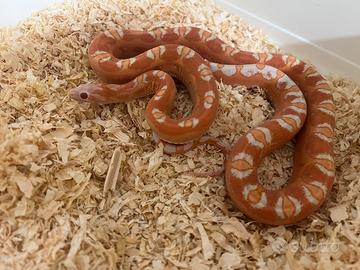 P. guttata amel scaleless