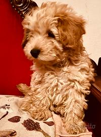 Cucciolo barboncino toy albicocca