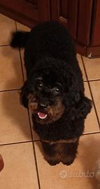 Disponibile femmina adulta Phantom