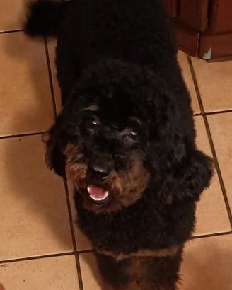 Disponibile femmina adulta Phantom