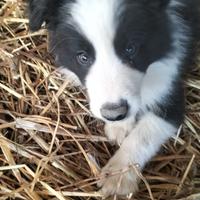 Cuccioli border collie