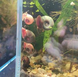 Planorbarius Corneus Pink, Blue e Dalmata