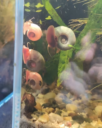 Planorbarius Corneus Pink, Blue e Dalmata