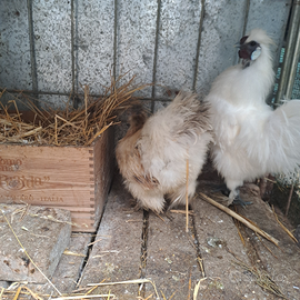 Coppia galline moroseta NON SPEDISCO