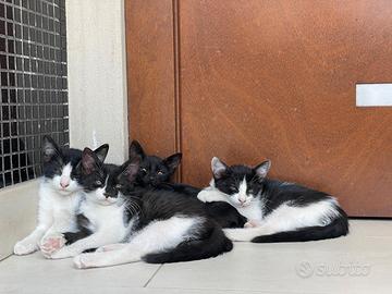 Dolcissimi gattini bianconeri in adozione
