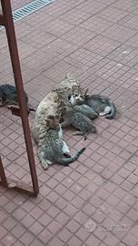 Gattini 2 3 mesi neri grigio etc