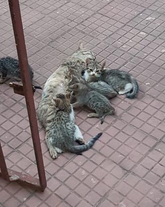 Gattini 2 3 mesi neri grigio etc