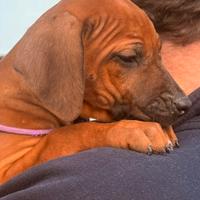 Cuccioli di Rhodesian Ridgeback