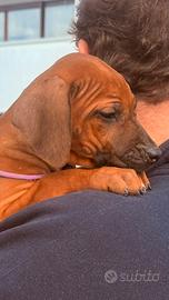Cuccioli di Rhodesian Ridgeback