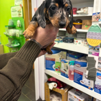 Bassotto tedesco kaninchen