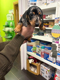 Bassotto tedesco kaninchen