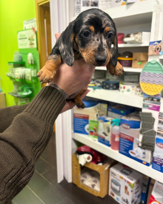 Bassotto tedesco kaninchen