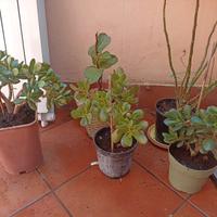 Pianta di Giada - Crassula ovata