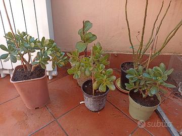 Pianta di Giada - Crassula ovata