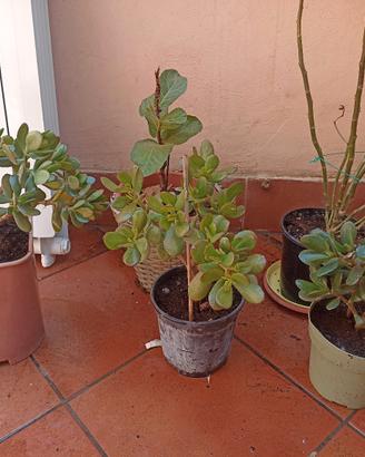 Pianta di Giada - Crassula ovata