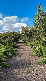 Terreno di 14000mq -Edific.- Vigneto, Uliveto
