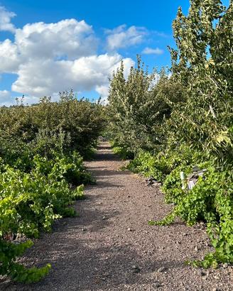 Terreno di 14000mq -Edific.- Vigneto, Uliveto
