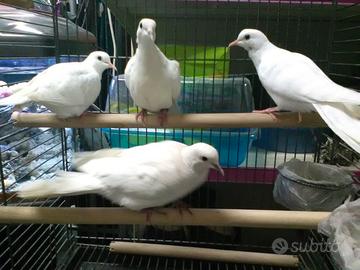 Colombe bianche per matrimoni o altri eventi