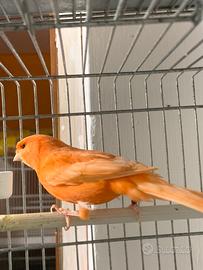 Canarino Rosso Avorio