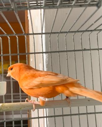 Canarino Rosso Avorio