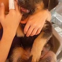 Cuccioli di pastore tedesco