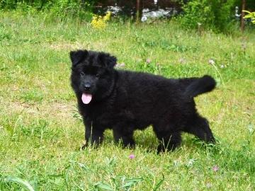 Cuccioli di pastore tedesco nero