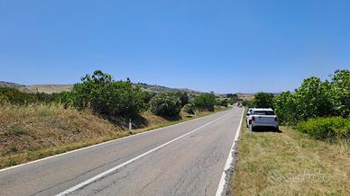 Vigneto a Settimo San Pietro