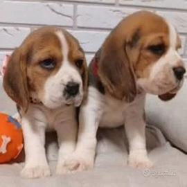 Stupendi cuccioli di Beagle