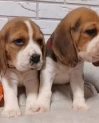 Stupendi cuccioli di Beagle