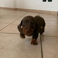 Bassotto choco