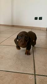 Bassotto choco
