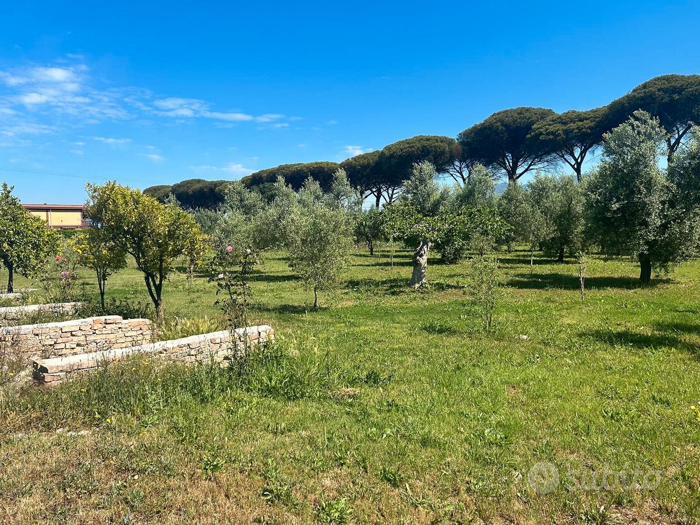 Terreno Agricolo con magazzino - Vista 5