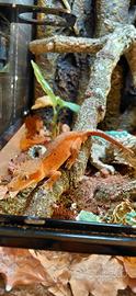 Geco ciliatus