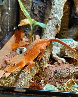 Geco ciliatus