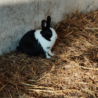 Coniglietti nani ariete e olandese