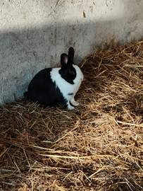Coniglietti nani ariete e olandese
