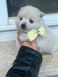 Cucciolo spitz pomerania toy bianco