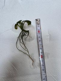 Pianta acquatica anubias