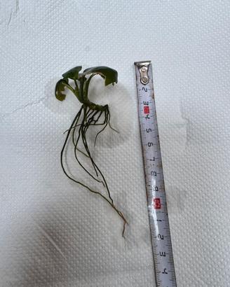 Pianta acquatica anubias