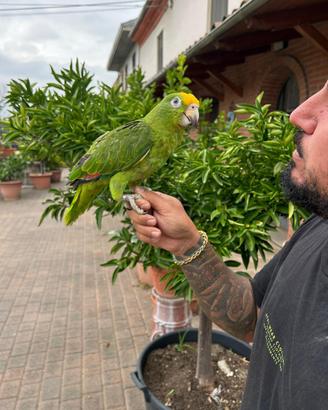 Baby Pappagallo Amazzone Fronte Gialla