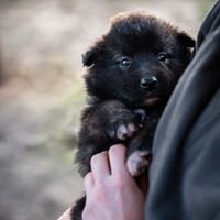 Cuccioli pastore belga tervueren